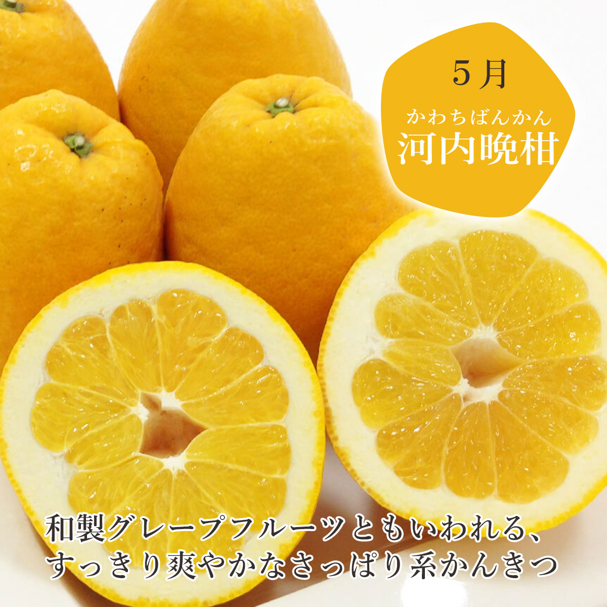 全3回 春のかんきつ定期便 【訳あり】 4月～6月