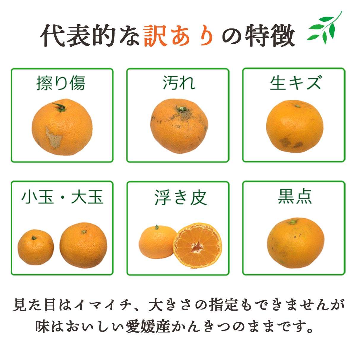 愛媛みかん 訳あり 大玉