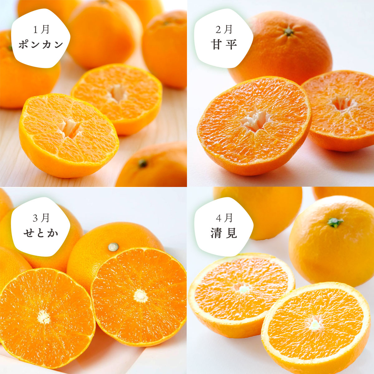 【全12回】少量 食べ切りサイズ！お試しにもおすすめ みかん定期便(秀品) 1～2人向け