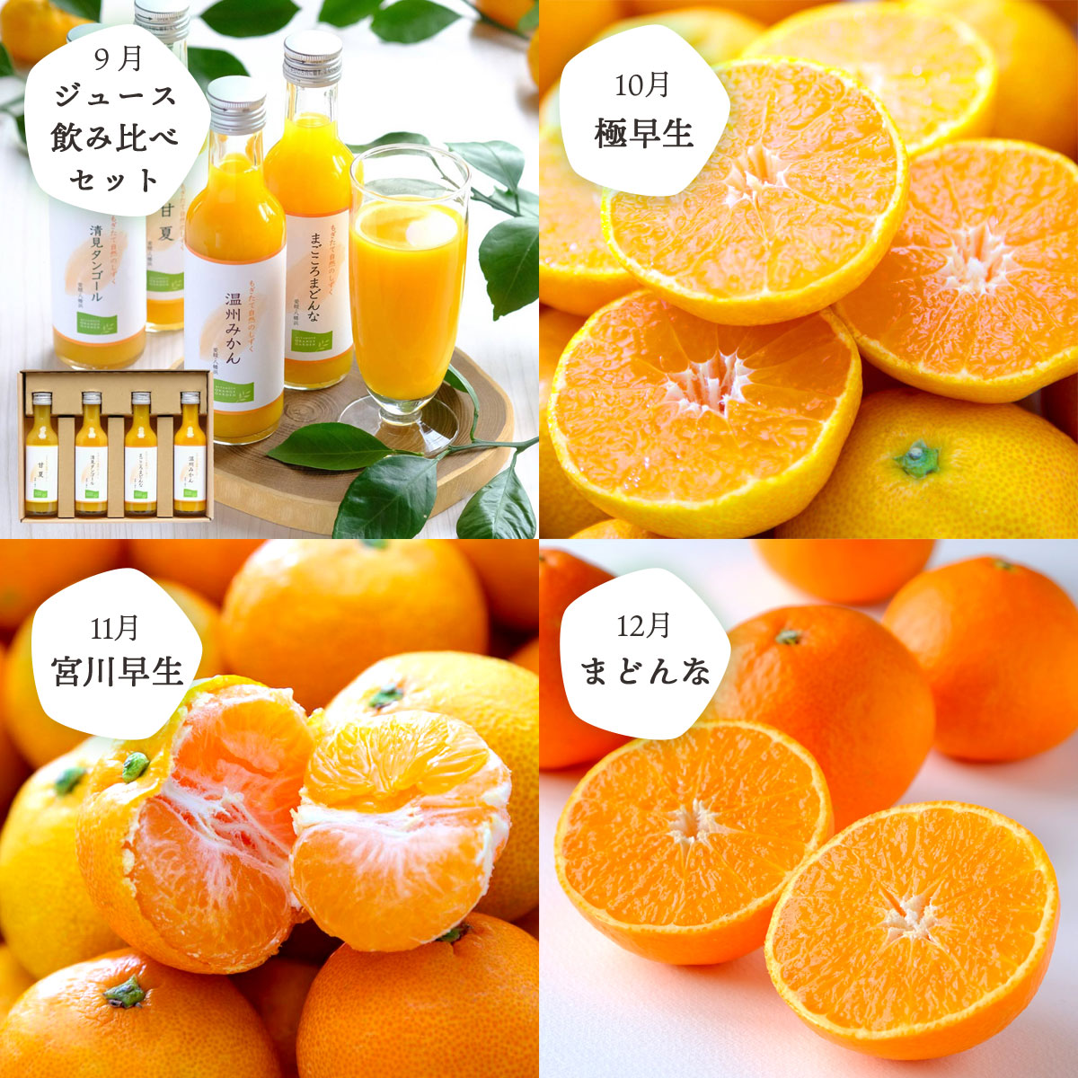 【全12回】少量 食べ切りサイズ！お試しにもおすすめ みかん定期便(秀品) 1～2人向け