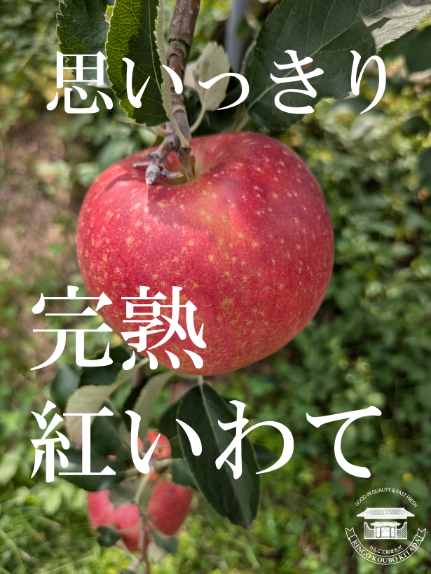 【2025年9月中旬発送開始予定】【通常便】【クール便発送】【岩手オリジナル品種】贈答・秀品　紅いわて3キロ　※沖縄地域・離島エリア以外は送料無料