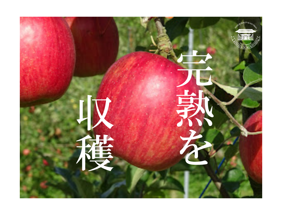 【2025年9月上旬発送開始】【通常便】【クール便発送】爽やか味・ご家庭用つがる3キロ　※沖縄地域・離島エリア以外は送料無料