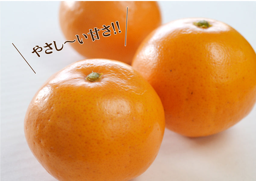 リピーター様みかん様御購入品☆ ☆やさし～い甘さの希少なミカン☆女性に人気！トマトみかん（品種