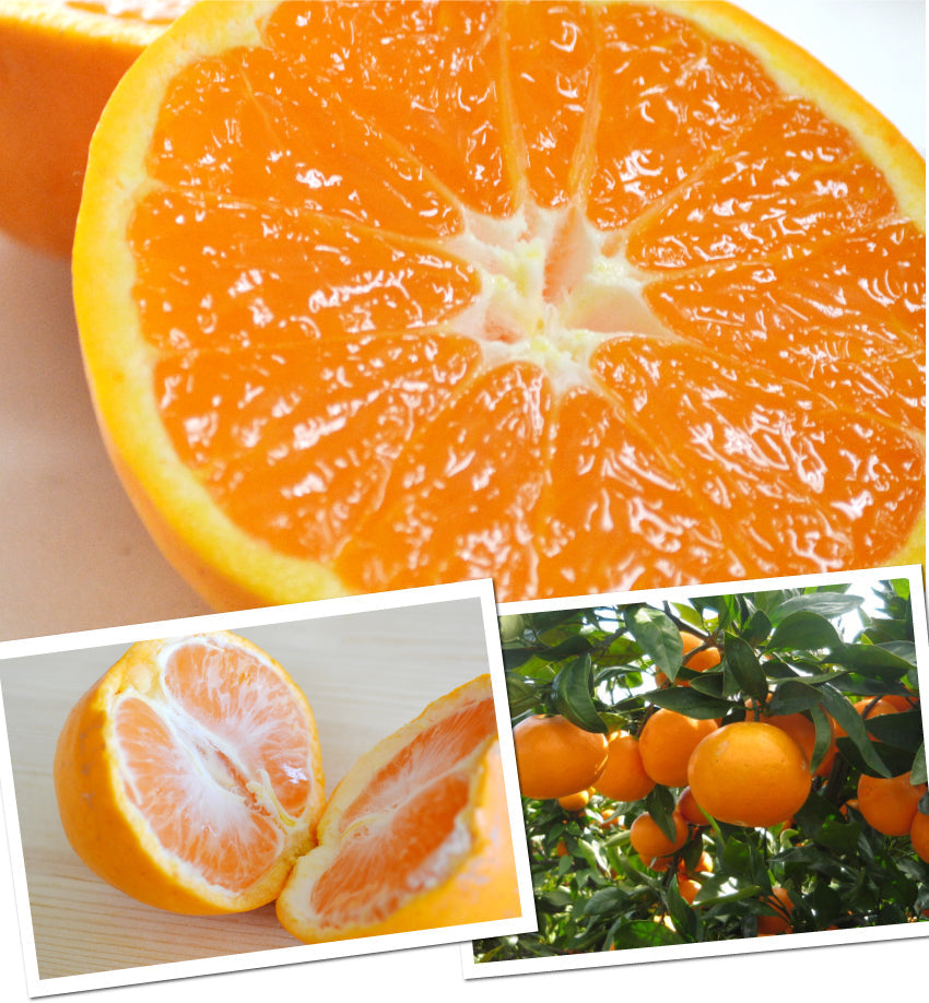 ☆やさし～い甘さの希少なミカン☆女性に人気！トマトみかん（品種