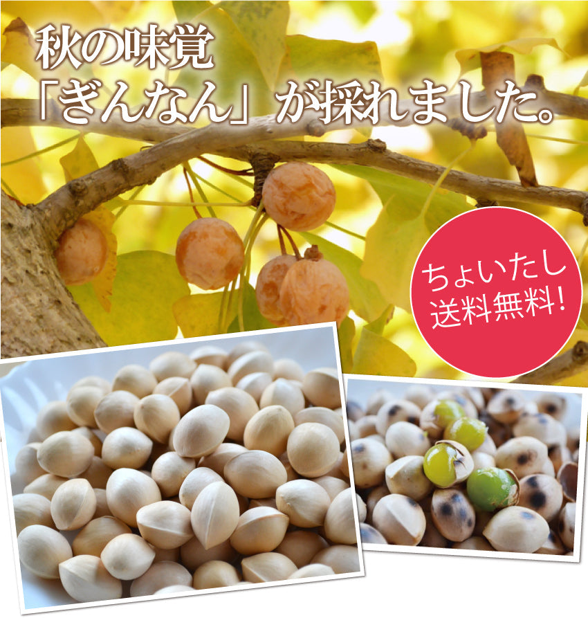 ★他の商品と同梱で送料無料★【秋の味覚】ぎんなん（100ｇ：18個～22個、まぁまぁ大玉です。）