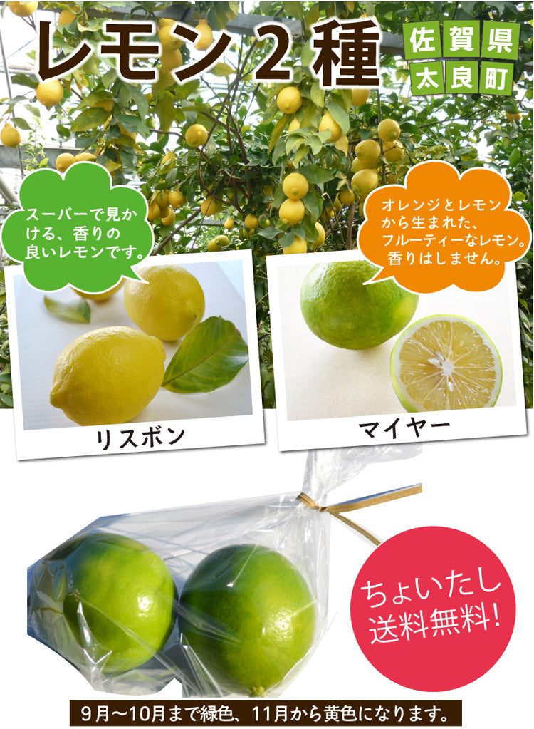 ★他の商品と同梱で送料無料★レモン（1個：リスボンまたはマイヤー）