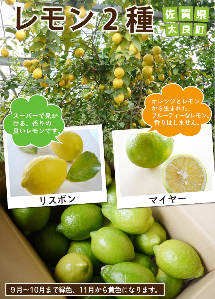 ＜酢っぱ！＞国産　レモン2種類（リスボンまたはマイヤーを選べます。）