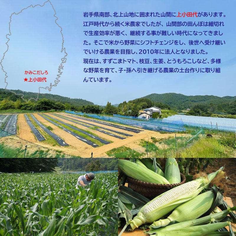 岩手の農家直送　真っ赤なとうもろこし　大和ルージュ　6本・8本【冷蔵・送料込】