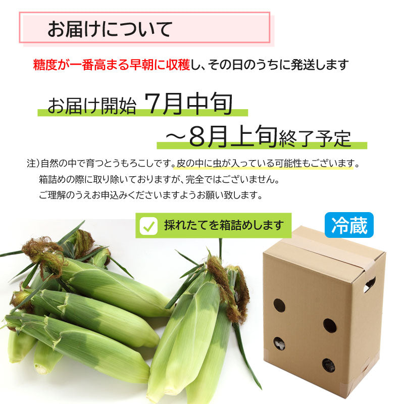 岩手の農家直送　真っ赤なとうもろこし　大和ルージュ　6本・8本【冷蔵・送料込】