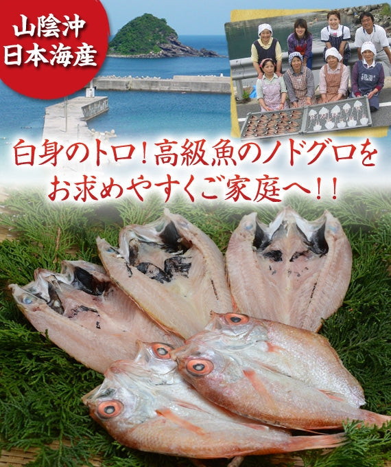 『白身のトロ』高級魚ノドグロ！【日本海の恵みを山陰から】【送料無料】新鮮・豪華！のどぐろ・ひもの　５尾セット