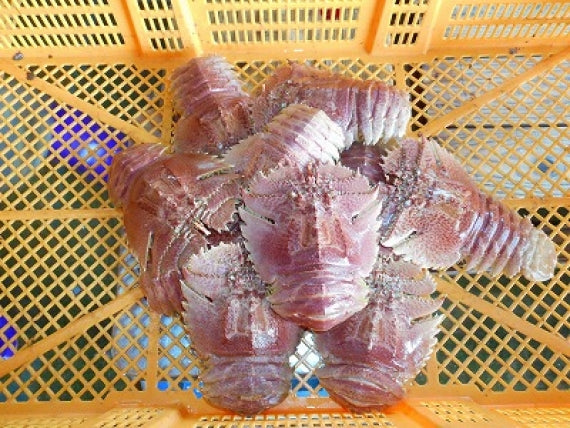志々伎漁協から直速！見てビックリ！長崎県平戸産天然活き「オオバウチワエビ」小サイズ約1㎏（10匹～12匹）