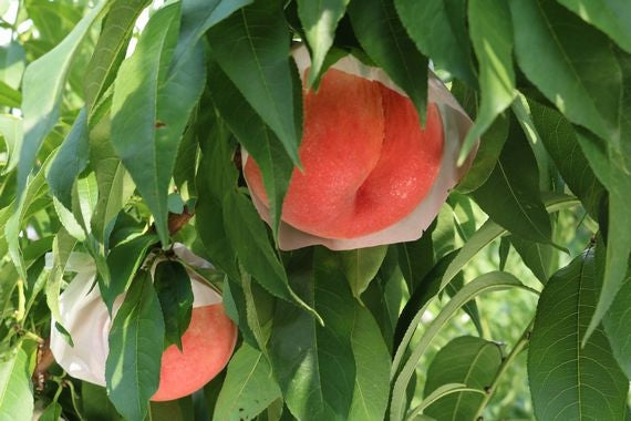 【送料込み】今年最後の桃！しのぶの里のおいしい桃「西王母」