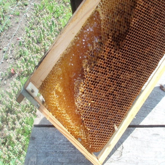自家採集蜂蜜　栃の木の蜜