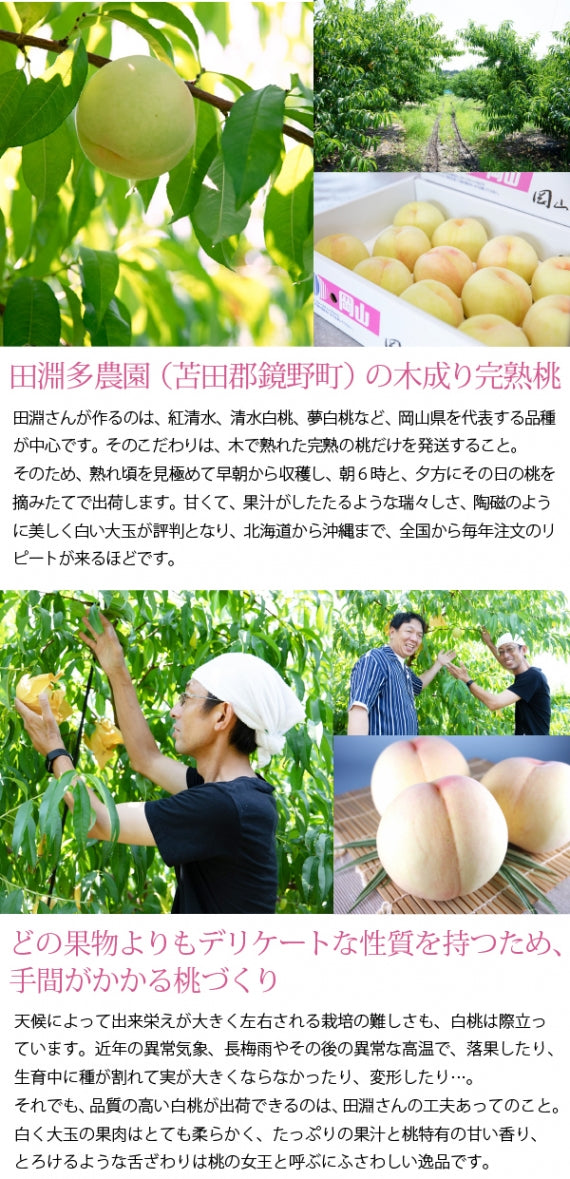 送料無料 岡山県産清水白桃100％ 果実たっぷりとろけるような濃質食感 清水白桃ジュレ6個入