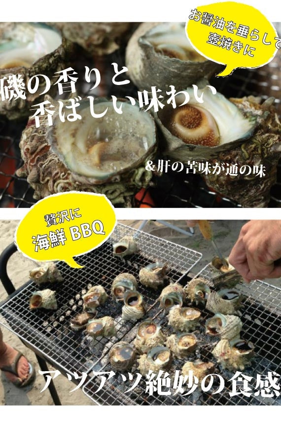 【天然の活けサザエ】漁師が素潜りで獲った本物のさざえ　約1kg（約5~8個）