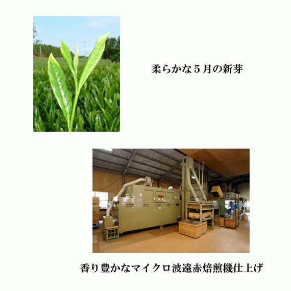 ミラノ「万国博覧会」で「長崎のお茶」として紹介されました！　　　黄綬褒章受章園　　北村製茶の有機緑茶　香扇3本化粧箱入