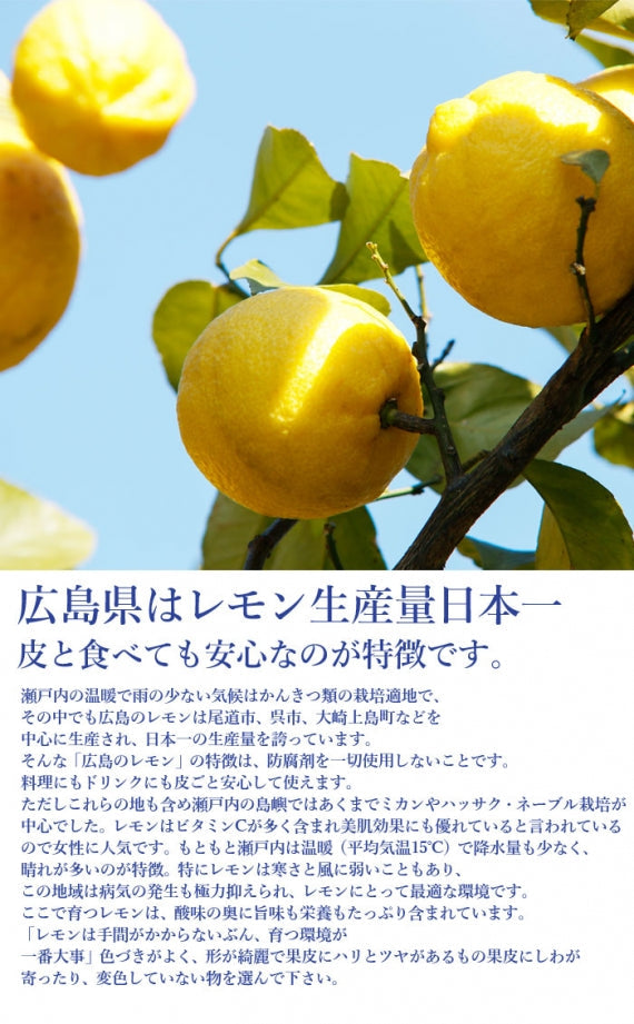 【数量限定！】もの凄くすっぱい★広島県産レモン贅沢絞りの 添加物と砂糖をつかわない海藻ゼリー　　