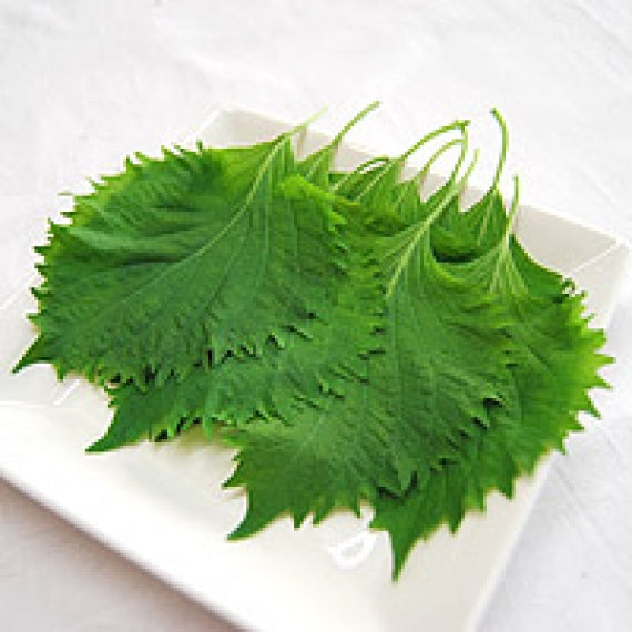 房総 手包み しそ巻餃子 20個セット【米・野菜・惣菜】　