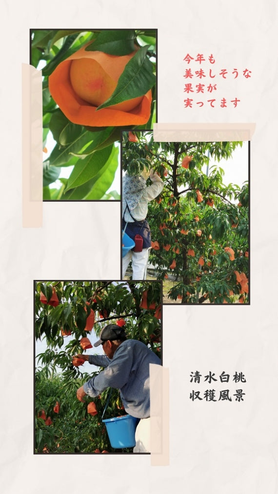翠果撰　岡山清水白桃ドリンク　果汁60％ 200ml×2本　化粧箱入り【酒・ジュース・飲料】