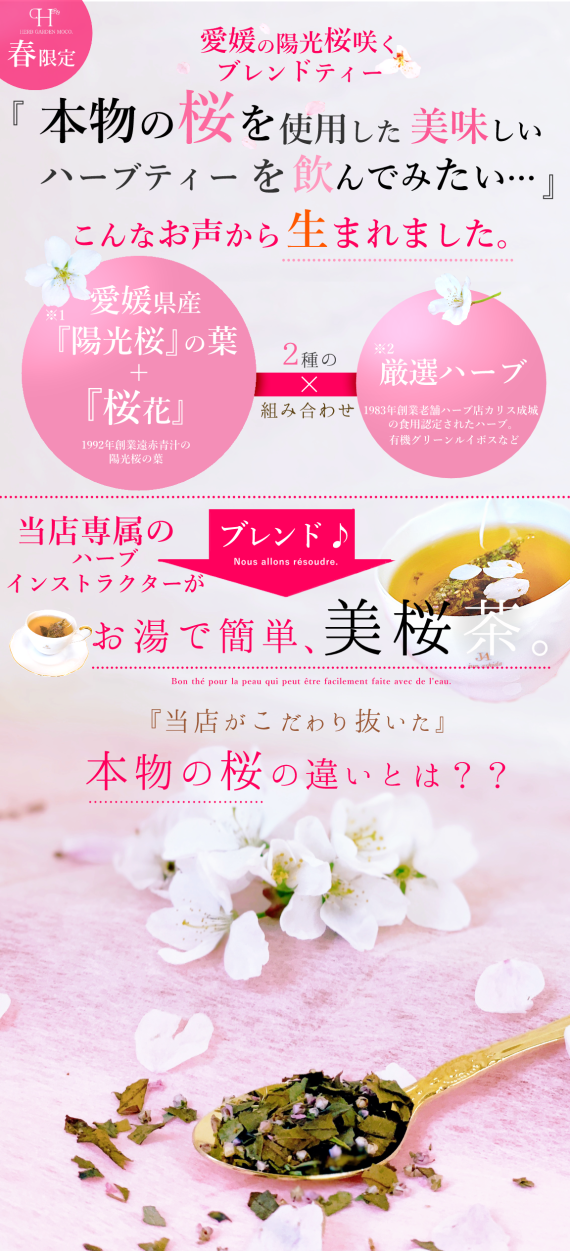 ＼今だけ！ポイント6倍／春の訪れ　『愛媛の陽光桜咲くブレンドティー』・５袋セット　【送料無料・ネコポス便】