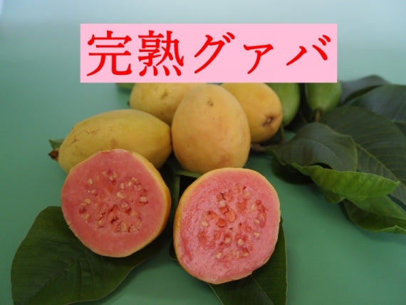 宮崎果汁　ドリンク3本セット　マンゴー、グァバ、日向夏