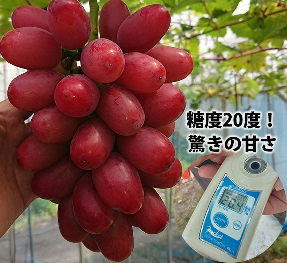 島根県オリジナル赤ぶどう「神紅（しんく）」シャインマスカットの詰合せセット【8月25日AM6時から販売開始・数量限定】