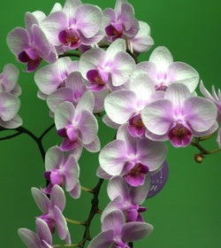 【母の日】ミニ胡蝶蘭　ランラン　2本立【母の日2019】【花・花セット】