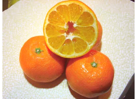 【販売終了】[愛媛県産]ジューシーで爽やかな香り♪柑橘の名産地ごご島いよかん！！ 10ｋｇ 2Lサイズ