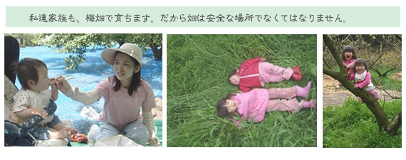 紀州みなべ南高梅干し　一貫づくり・うす味1kg　
