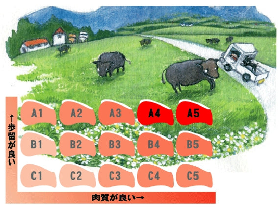 特撰　とちぎ那須和牛　すき焼き用特上【送料無料】