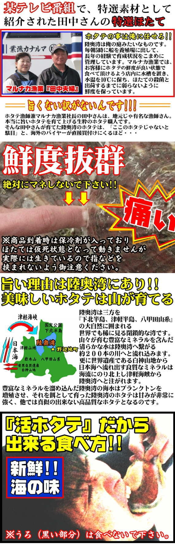 【送料無料】青森むつ湾産『特選』活ほたて 殻付き LLサイズ5kg 約20枚～30枚(剥きヘラ付)【のし対応】【カニ・鮮魚・魚介類】