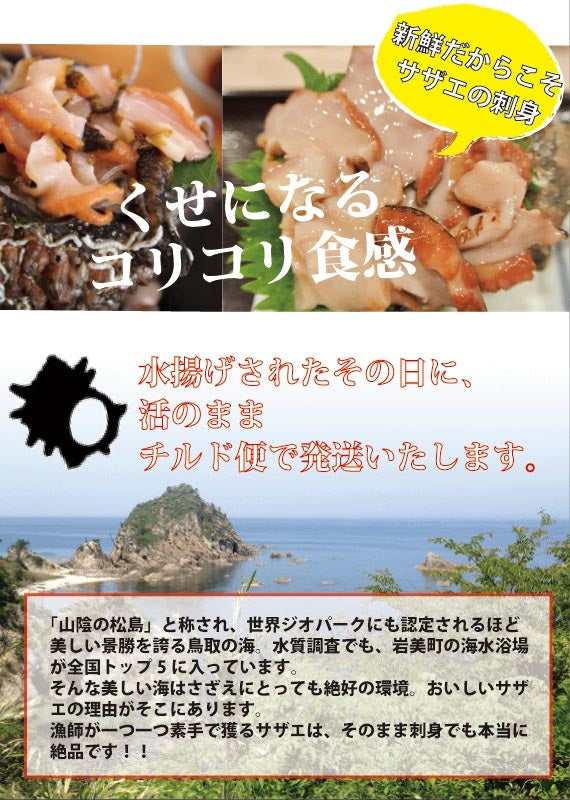 【天然の活けサザエ】漁師が素潜りで獲った本物のさざえ　約2kg（約10~15個）