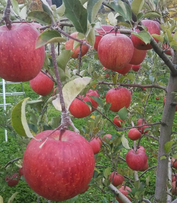 「盛岡ブランド　農家の蔵出しりんごネクター」6本 セット　 岩手県　りんごジュース