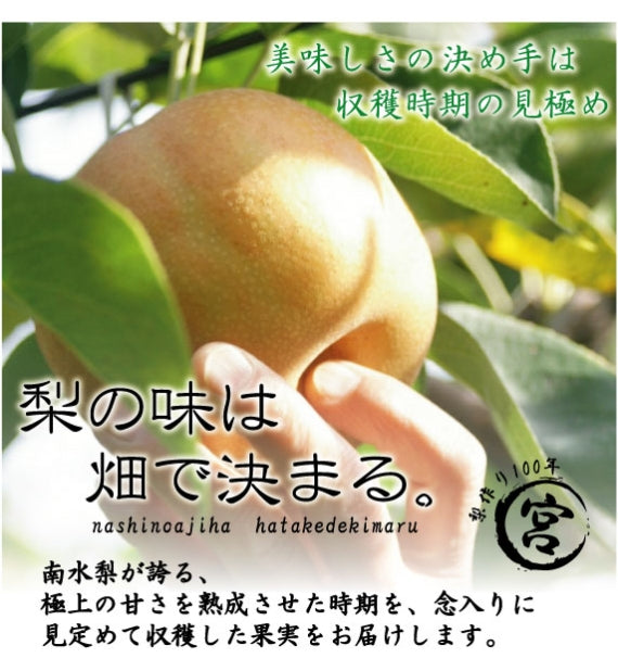 週刊大衆【旬の味】にて紹介!濃縮された魅惑の甘さ！　南水（なんすい）梨　5kg