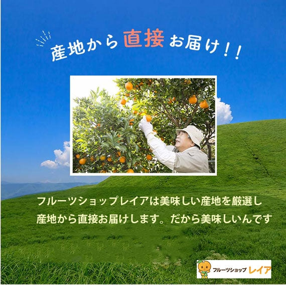 【新商品】深緑のメロン「肥後グリーン」大玉　1玉