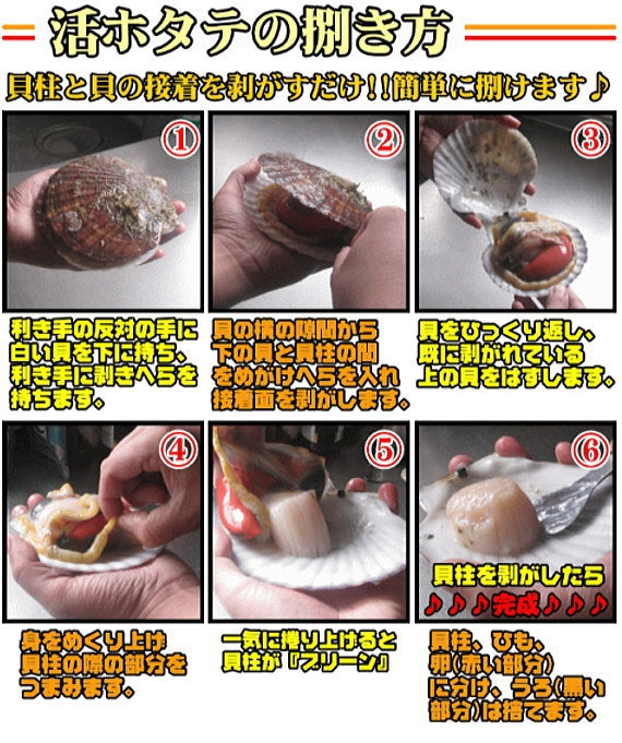 【送料無料】青森むつ湾産『特選』活ほたて 殻付き LLサイズ5kg 約20枚～30枚(剥きヘラ付)【のし対応】【カニ・鮮魚・魚介類】