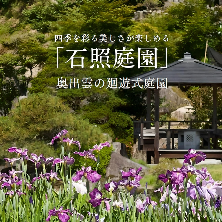 花しょうぶお徳おまかせ6株セット　夏の始まりを美しく彩る艶やかな花弁　日本庭園から直送でお届けします