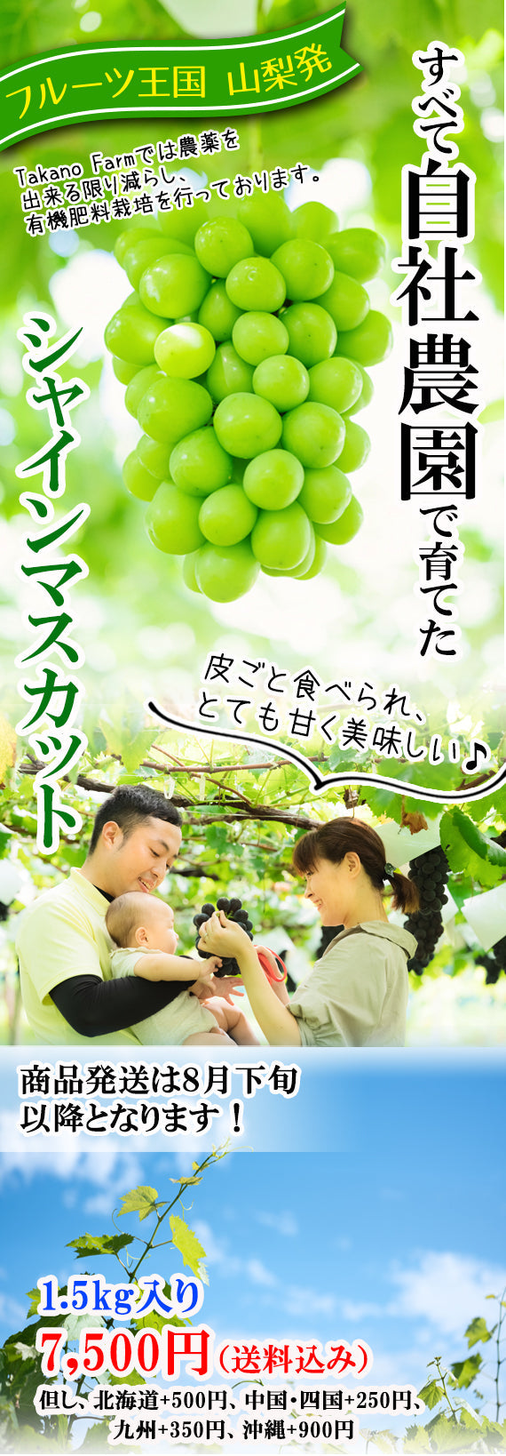 【1.5ｋｇ・地域限定送料込み】山梨の旬のシャインマスカット　1.5Kg詰め（発送は８月下旬以降となります）【配送日は指定できません】