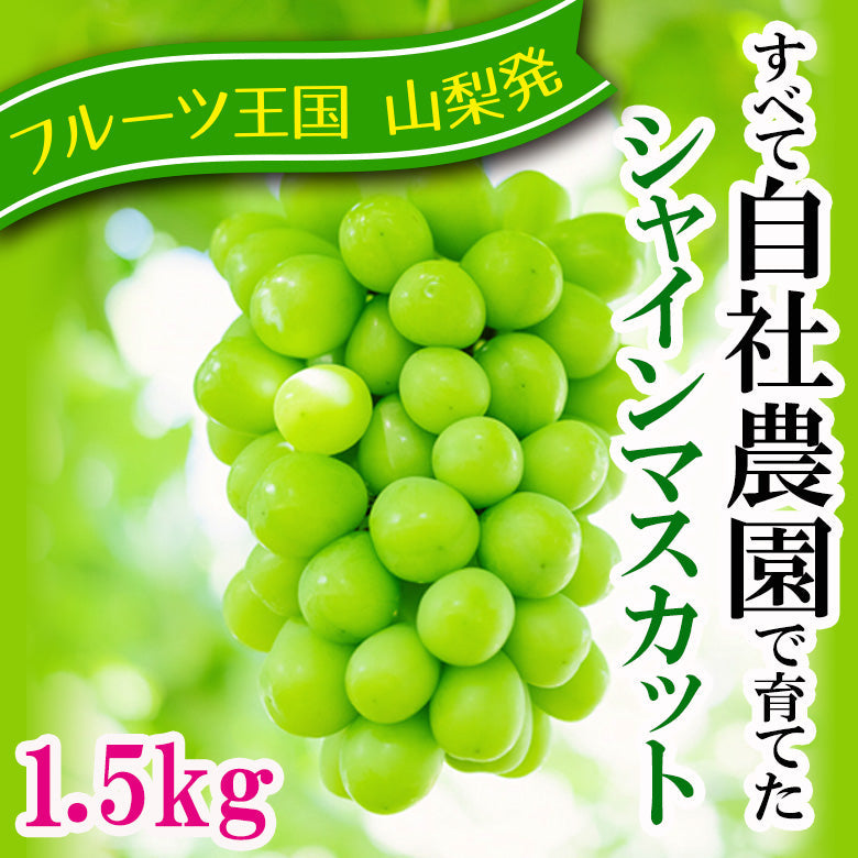 【1.5ｋｇ・地域限定送料込み】山梨の旬のシャインマスカット　1.5Kg詰め（発送は８月下旬以降となります）【配送日は指定できません】