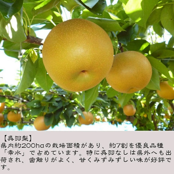 呉羽梨の濃厚ソース　 富山の新商品　食品ロス削減