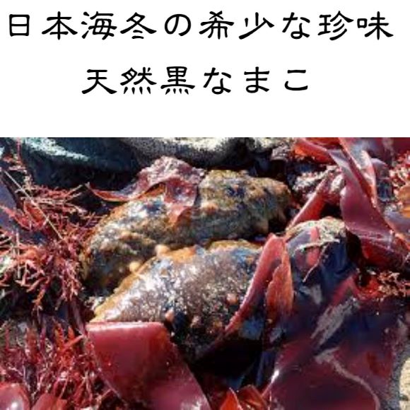 柔らかなまこ酢(黒なまこ)1パック（100ｇ） 冷凍パック　日本海 冬の珍味　 栄養の宝庫