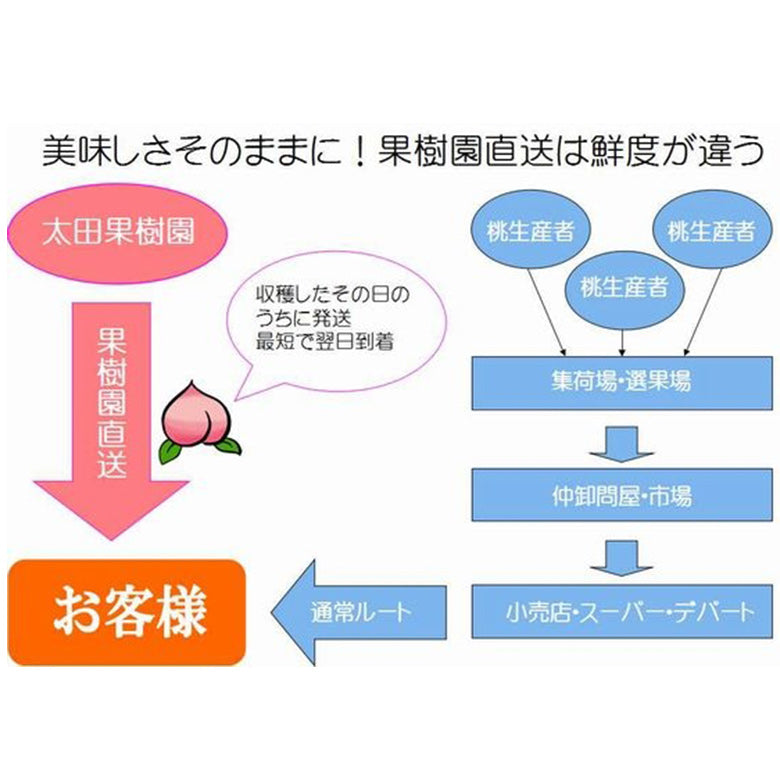 果樹園直送‼「花散る里しのぶの桃」　【送料込み1.8kg 】5玉～6玉入